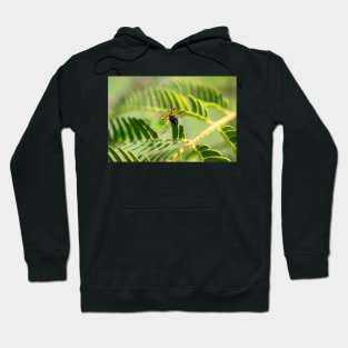 Escaping Lady Hoodie